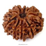 (27.59mm) 9 Mukhi Rudraksha Super Collector Bead | 9 Mukhi Rudraksha Bead | Nau Mukhi, Nine Faced Nepali Rudraksha | 9 Mukhi Rudraksha Mantra