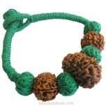 12 Mukhi Rudraksha Wrist Band with 5 Mukhi Rudraksha Beads from Nepal | 100% Original Energized Natural Rudraksha Beads