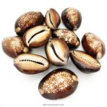 Natural Black Kaudi / Cowrie Shells | Kauri Shell | Black Cowrie Sea Shells,  Kaali Kaudi, Set of 11 Pieces Loose used during the pooja of the Das - Mahavidyaa