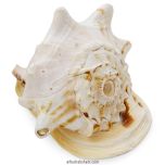 Gaumukhi Conch Shell, Blowing Gaumukhi Shell, Cow Face Gomukhi Conch Shell, Natural And Exclusive Gaumukhi Shankh, Panch Mukhi Shankh