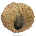 Ekakshi Nariyal, One Eyed Coconut, Buy ENERGISED Original Ekakshi Nariyal