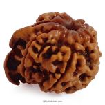 Energised Ganesh Rudraksha Bead from Nepal | 100% Original Pure Spiritual Ganesha Rudraksha - Collector