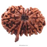 (31.08mm) Gauri Shankar Ganesh Rudraksha Bead From Nepal | Shiva Parvati Rudraksha Original Energised 100% Natural Bead - 4