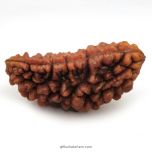 Ek Mukhi Rudraksha Bead | 1 Mukhi Rudraksha Indian Bead Half Moon Shaped One Mukhi Rudraksha Bead - Collector 