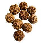 Rudraksha Water Beads