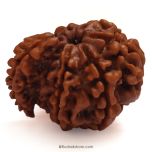 Collector Savar Rudraksha Bead | Nepali Savar Naag Rudraksha Best price and Benefits 