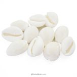 White Kaudi, White Cowrie, Safed Kauri, Cowry Shell, Natural White Cowrie | Safed Kaudi, Natural White Kaudi, Laxhmi Kaudi, Cowry, Sea Shell, 11 / 21 / 51 / 108 Kaudi - Cowries Set