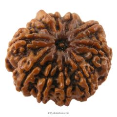 (27.30mm) 10 Mukhi Rudraksha Super Collector Bead | 10 Mukhi Rudraksha Bead | Dus Mukhi, Ten Faced Rudraksha from Nepal 100% Authentic Pure Natural - Super Collector Bead