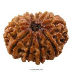 (28.14mm) 10 Mukhi Rudraksha Super Collector Bead | Dus Mukhi, Ten Faced Rudraksha from Nepal | Benefits of 10 Mukhi Super Collector Rudraksha