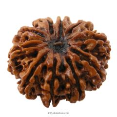 (29.42mm) 10 Mukhi Rudraksha Super Collector Bead | 10 Mukhi Rudraksha Bead | Dus Mukhi, Ten Faced Nepali Rudraksha | 10 Mukhi Rudraksha In Vedic Astrology, Benefits And Mantra