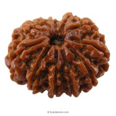 (28.98mm) 11 Mukhi Rudraksha Super Collector Bead | 11 Mukhi Rudraksha Bead | Gyarah Mukhi, Eleven Faced Rudraksha from Nepal 100% Authentic Pure Natural Shiva Bead - Super Collector Bead