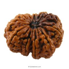 (31.22mm) 11 Mukhi Rudraksha Super Collector Bead | Eleven Mukhi Rudraksha Bead | Gyarah Mukhi, Eleven Faced Nepalese Rudraksha Shiva Bead | 11 Faced Rudraksha At Best Price