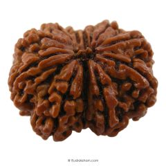 (31.86mm) 11 Mukhi Rudraksha Super Collector Bead | 11 Mukhi Rudraksha Bead | Buy Online 11 Faced Nepali Rudraksha, Energised, Natural and Original Eleven Mukhi - Super Collector Bead