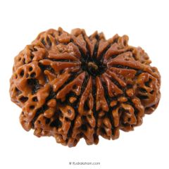 (31.42mm) 12 Mukhi Rudraksha Super Collector Bead | 12 Mukhi Rudraksha Bead | Buy Online 12 Faced Nepali Rudraksha, Energised, Natural and Original Twelve Mukhi - Super Collector Bead