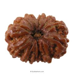 (30.20mm) 12 Mukhi Rudraksha Super Collector Bead | Twelve Mukhi Rudraksha Bead | Buy Online Energised And Original Barah Mukhi, Twelve (12) Faced Rudraksha From Nepal - Super Collector Bead