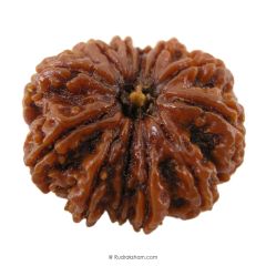 (29.31mm) 12 Mukhi Rudraksha Super Collector Bead | 12 Mukhi Rudraksha Bead | Barah Mukhi, Twelve Faced Nepal Rudraksha Energised Authentic Pure Natural - Super Collector Bead