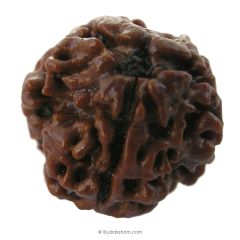 (19.57mm) 3 Mukhi Rudraksha Super Collector Bead | 3 Mukhi Rudraksha Bead | Teen Mukhi - Three Faced Rudraksha from Nepal | 100% Authentic Pure Natural - Super Collector Bead