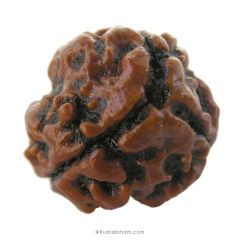 (19.25mm) 3 Mukhi Rudraksha Super Collector Bead | 3 Mukhi Rudraksha Bead | Teen Mukhi - Three Faced Rudraksha from Nepal | 100% Authentic Pure Natural - Super Collector Bead