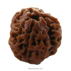 (20.57mm) 3 Mukhi Rudraksha Super Collector Bead | 3 Mukhi Rudraksha Bead | Teen Mukhi - Three Faced Rudraksha from Nepal | 100% Authentic Pure Natural - Super Collector Bead