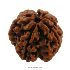 (22.93mm) 4 Mukhi Rudraksha Super Collector Bead | 4 Mukhi Rudraksha Bead | Chaar Mukhi - Four Faced - Rudraksha from Nepal 100% Authentic Original Natural - Super Collector Bead