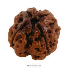 (22.60mm) 4 Mukhi Rudraksha Super Collector Bead | 4 Mukhi Rudraksha Bead | Chaar Mukhi - Four Faced Rudraksha from Nepal | 100% Authentic Original Natural - Super Collector Bead