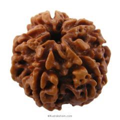 (25.06mm) 5 Mukhi Rudraksha Super Collector Bead | 5 Mukhi Rudraksha Bead | Panch Mukhi, Five Faced Nepal Rudraksha | Wholesale Rudraksha Beads