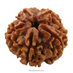 (24.77mm) 5 Mukhi Rudraksha Super Collector Bead | 5 Mukhi Rudraksha Bead | Paanch Mukhi, Five Faced Rudraksha from Nepal 100% Authentic Pure Natural - Super Collector Bead