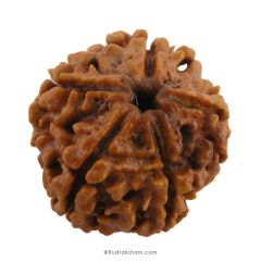 (24.33mm) 5 Mukhi Rudraksha Super Collector Bead | 5 Mukhi Rudraksha Bead | Paanch Mukhi, Five Faced Rudraksha from Nepal | Benefits of 5 Mukhi Rudraksha Super Collector Bead