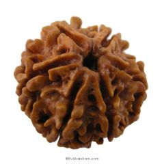 (24.12mm) 6 Mukhi Rudraksha Super Collector Bead | 6 Mukhi Rudraksha Bead | Chah Mukhi, Six Faced Nepal Rudraksha Bead | Buy Online Natural Authentic and Energised Six Face - Super Collector Bead