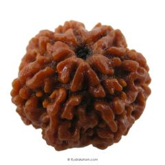 (24.23mm) 7 Mukhi Rudraksha Super Collector Bead | 7 Mukhi Rudraksha Bead | Saat Mukhi - Seven Faced Rudraksha from Nepal | Buy Online Original 7 Mukhi Super Collector Rudraksha Bead at Best Price