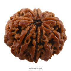 (27.15mm) 9 Mukhi Rudraksha Super Collector Bead | 9 Mukhi Rudraksha Bead | Nau Mukhi, Nine Faced Shiva Rudraksha Bead from Nepal | Energised and Original Rudraksh