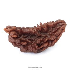 (41.42mm) 1 Mukhi Rudraksha Super Collector Bead | One Faced Rudraksha Indian Bead | Half Moon Shaped EK Mukhi Rudraksha Bead  | One Faced Rudraksha Power for You