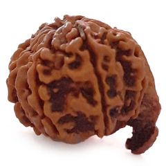 (22.16mm) 10 Mukhi Ganesh Nepali Rudraksha Bead | Buy Natural and Pure Ten ( Dus) Mukhi Ganesha Bead - 3