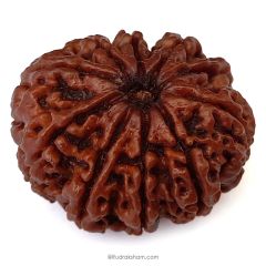 (29.28mm) 10 Mukhi Rudraksha Super Collector Bead | 10 Mukhi Rudraksha Bead | Buy Online Energised And Original Dus Mukhi, Ten (10) Faced Rudraksha From Nepal - Super Collector Bead