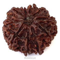 (29.50mm) 10 Mukhi Rudraksha Super Collector Bead | Ten Mukhi Rudraksha Bead | Dus Mukhi - Ten Faced Rudraksha Nepal Origin, Buy Online Energised And Original 10 Mukhi Rudraksha - Super Collector Bead