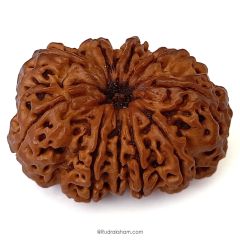 (32.05mm) 10 Mukhi Rudraksha Super Collector Bead | 10 Mukhi Rudraksha Bead | Dus Mukhi, Ten Faced Nepal Rudraksha Bead Buy Online Natural Authentic and Energised 10 Mukhi Super Collector Bead