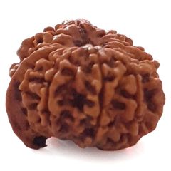 (24.75mm) 12 Mukhi Ganesh Rudraksha Bead | Twelve 12 Faced Ganesh Rudraksha from Nepal | Energised & Pure Rudraksha - 2