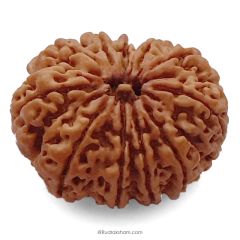 (28.53mm) 12 Mukhi Rudraksha Super Collector Bead | 12 Mukhi Rudraksha Bead | Barah Mukhi, Twelve Faced Rudraksha from Nepal 100% Authentic Pure Natural Shiva Bead- Super Collector Bead