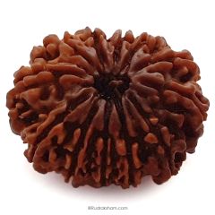 (29.15mm) 12 Mukhi Rudraksha Super Collector Bead | Barah Mukhi Rudraksha Bead, Twelve Faced Energised Nepali Rudraksh | Mantra and Benefits of 12 Face Super Collector Bead