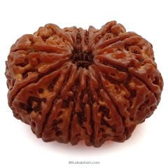 (30.09mm) 12 Mukhi Rudraksha Super Collector Bead | 12 Mukhi Rudraksha Mantra | Barah Mukhi, Twelve Faced Shiva Rudraksha Bead | Energised and Original Nepal Super Collector Bead