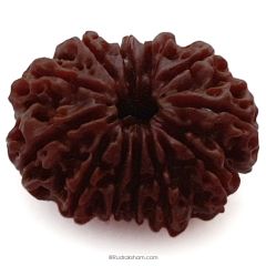 (30.19mm) 12 Mukhi Rudraksha Super Collector Bead | Twelve Mukhi Rudraksha Bead | Barah Mukhi, Twelve Faced Rudraksha Nepal Origin Shiva Bead - Energised Super Collector Bead 