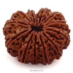 (30.36mm) 12 Mukhi Rudraksha Super Collector Bead | Twelve Mukhi Rudraksha Bead | Barah Mukhi Nepali Rudraksha Bead | 12 Mukhi Rudraksha Mantra and Benefits