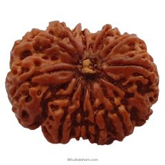 (30.77mm) 12 Mukhi Rudraksha Super Collector Bead | Barah Mukhi ( 12 ) , Twelve Faced Nepali Rudraksha Bead | 12 Mukhi Rudraksha In Vedic Astrology, Benefits And Mantra