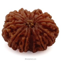 (31.87mm) 12 Mukhi Rudraksha Super Collector Bead | 12 Mukhi Rudraksha Bead | Twelve Faced ( Barah Mukhi ) Energised and Authentic Shiva Rudraksha from Nepal - Super Collector Bead