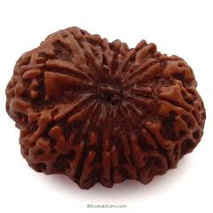 (33.21mm) 12 Mukhi Rudraksha Super Collector Bead | Twelve Mukhi Rudraksha Bead |Barah Mukhi, Twelve Faced Nepal Rudraksha Bead Buy Online Natural Authentic And Energised 12 Mukhi Super Collector Bead