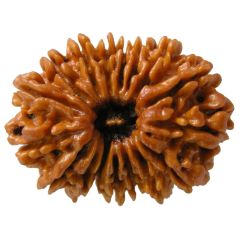 17 Mukhi Rudraksha Bead | Seventeen Mukhi Rare Natural Energised Spiritual Bead from Nepal