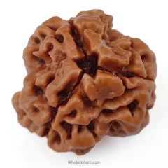 (20.43mm) 3 Mukhi Rudraksha Super Collector Bead | 3 Mukhi Rudraksha Bead | Teen Mukhi - Three Faced Rudraksha from Nepal | Effects of Three faced  Super Collector Rudraksha Bead