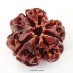 (20.32mm) 3 Mukhi Rudraksha Super Collector Bead | 3 Mukhi Rudraksha Bead | Teen Mukhi, Three Faced Rudraksha from Nepal | Three Mukhi Rudraksha Bead for Planet Mars