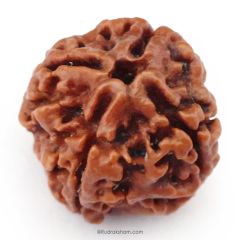 (22.90mm) 4 Mukhi Rudraksha Super Collector Bead | 4 Mukhi Rudraksha Bead | Chaar Mukhi, Four Faced Nepal Bead | Pure Energised 4 Mukhi Shiva Bead 