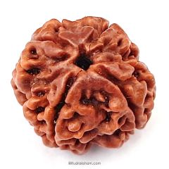 (23.4mm) 4 Mukhi Rudraksha Super Collector Bead | 4 Mukhi Rudraksha Bead | Chaar Mukhi, Four Faced Rudraksha from Nepal | Benefits of 4 Mukhi Rudraksha Bead